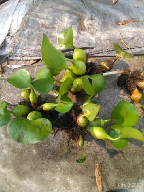 Bèo lục bình - Cây thủy sinh (1 bó 2 cây cao hoặc 3 cây lùn)