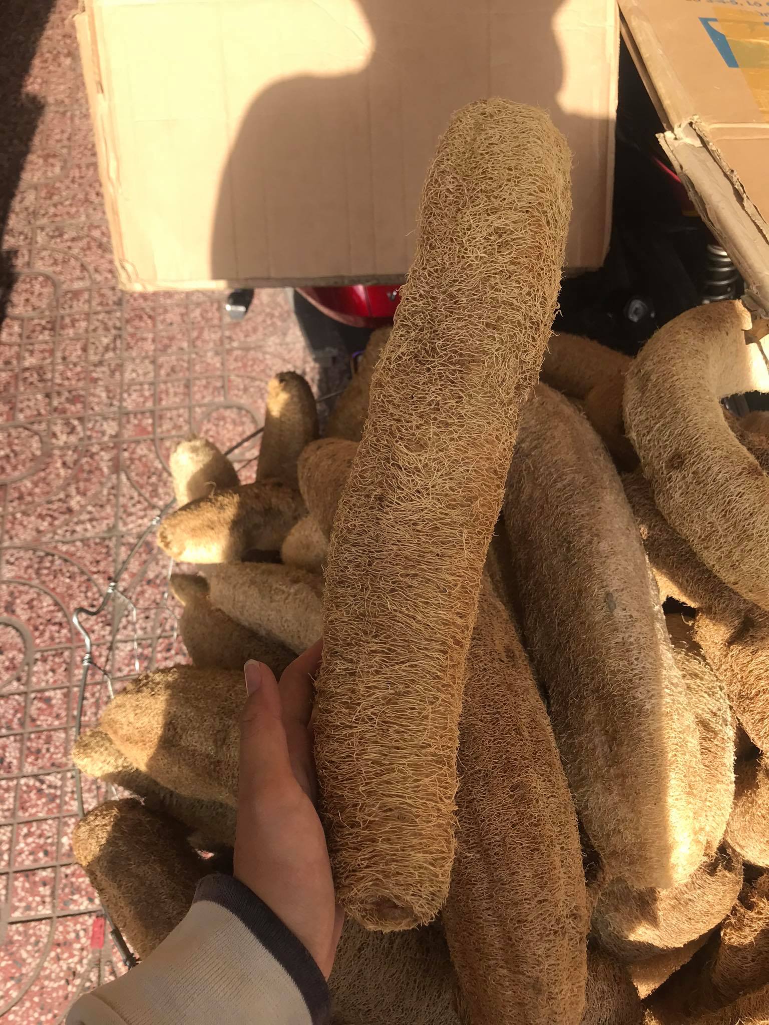 Trái sơ mướp khô.