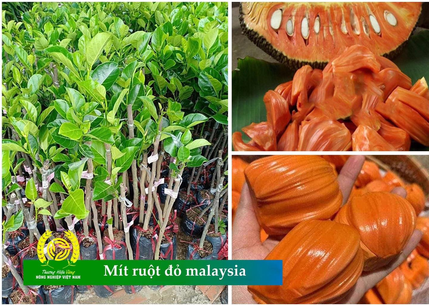 Cây giống Mít Ruột Đỏ xơ Đỏ INDONESIA [ Cây ghép cho trái sớm sau 18 tháng ]. [ CHO TRÁI QUANH NĂM ]