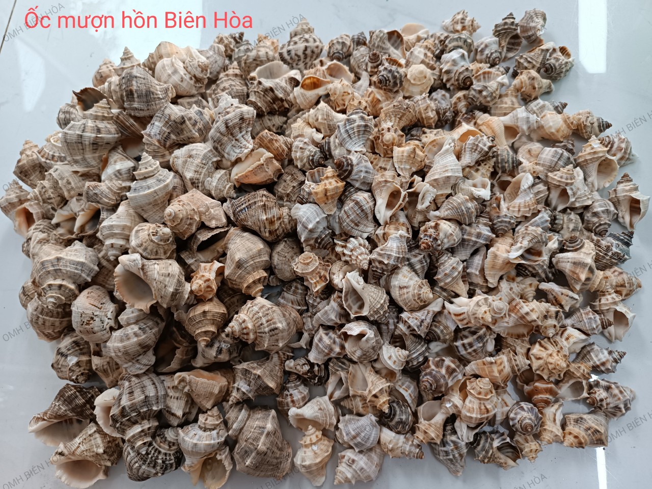 10 vỏ ốc biển size Baby. OMH Biên Hòa