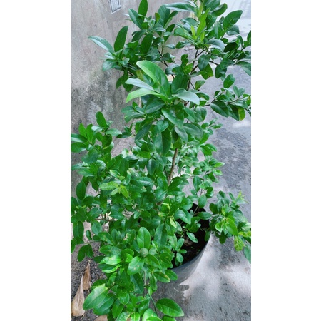 Chanh Tứ Quý Lớn