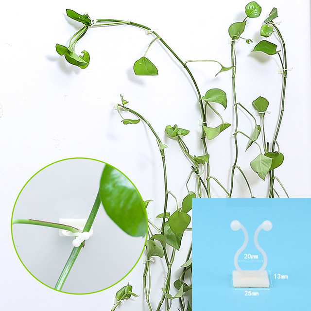 [HCM](COMBO 5) Móc Treo Dán Tường Hỗ Trợ Cây Leo/ Định hình Thân Cây Cảnh H064