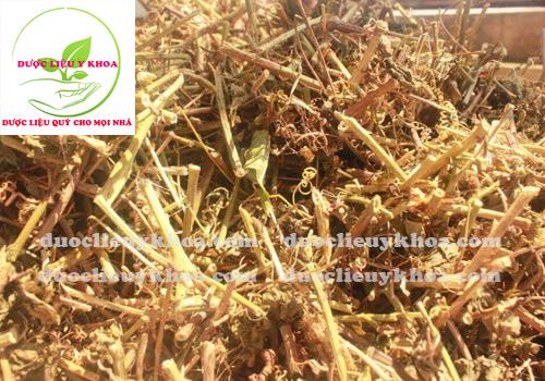 [XẢ KHO] Cây lạc tiên dành cho người mất ngủ