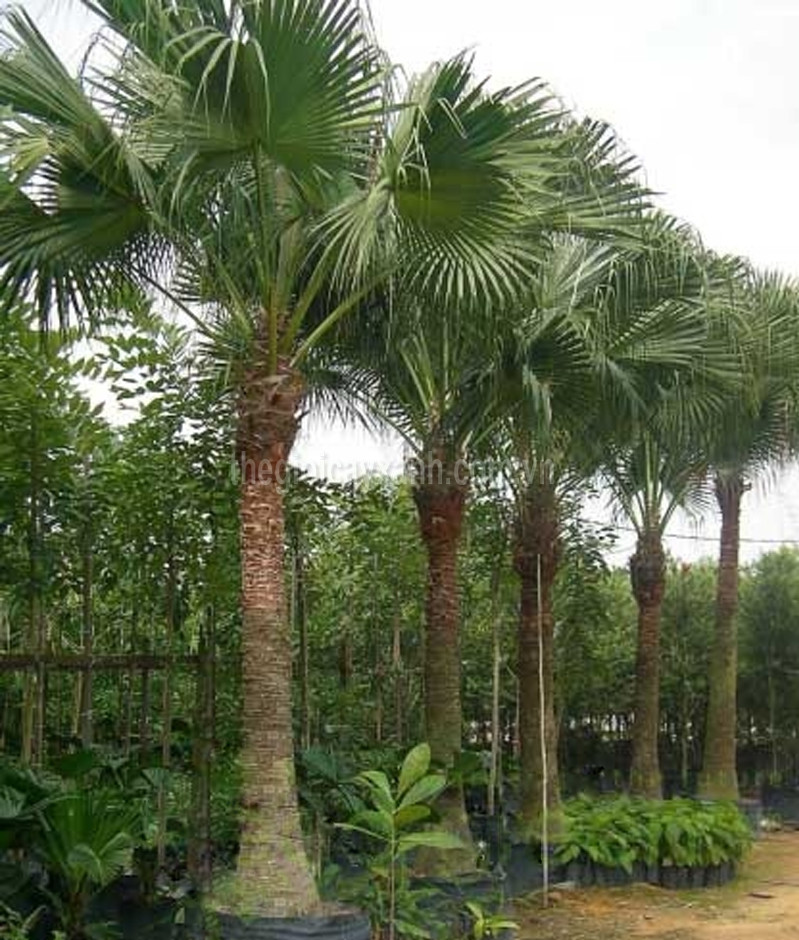 Cây Cọ Cảnh - cây giống