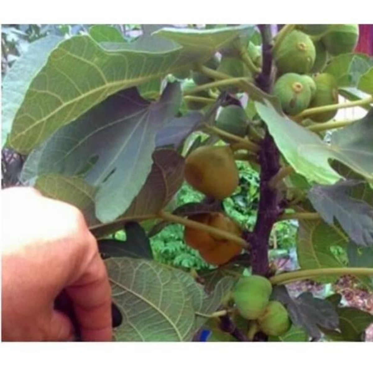 sản phẩm CÂY SUNG MỸ