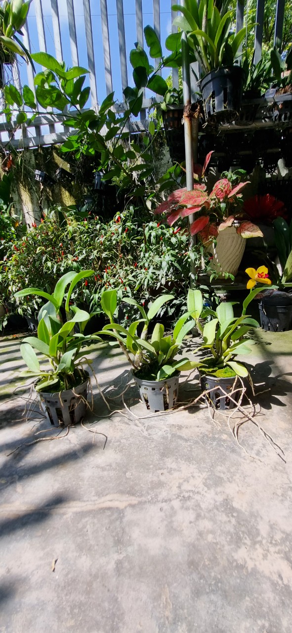 HOA LAN CATT TÚ CẦU VÀNG LƯỠI ĐỎ