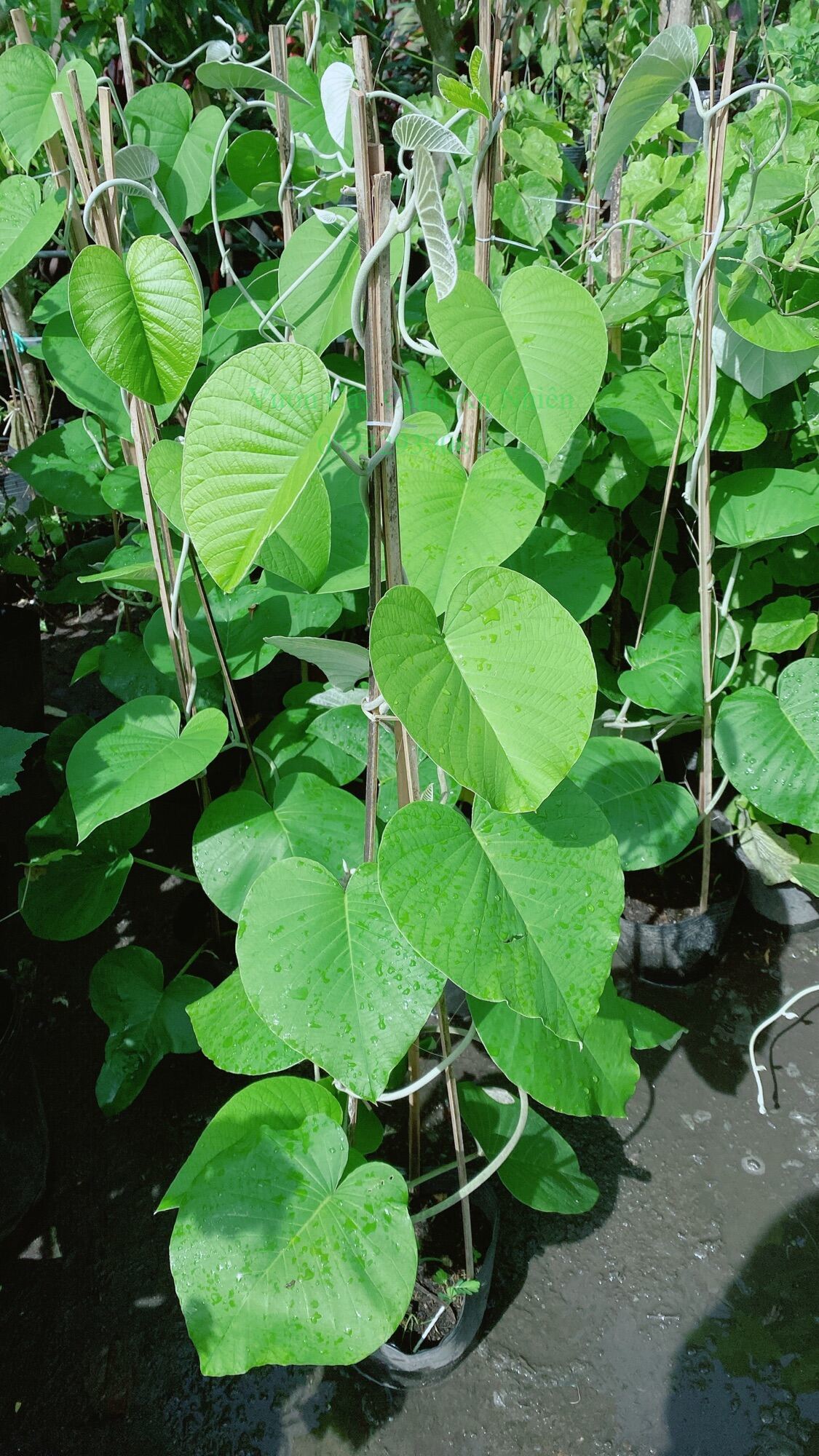 Cây Cát Đằng