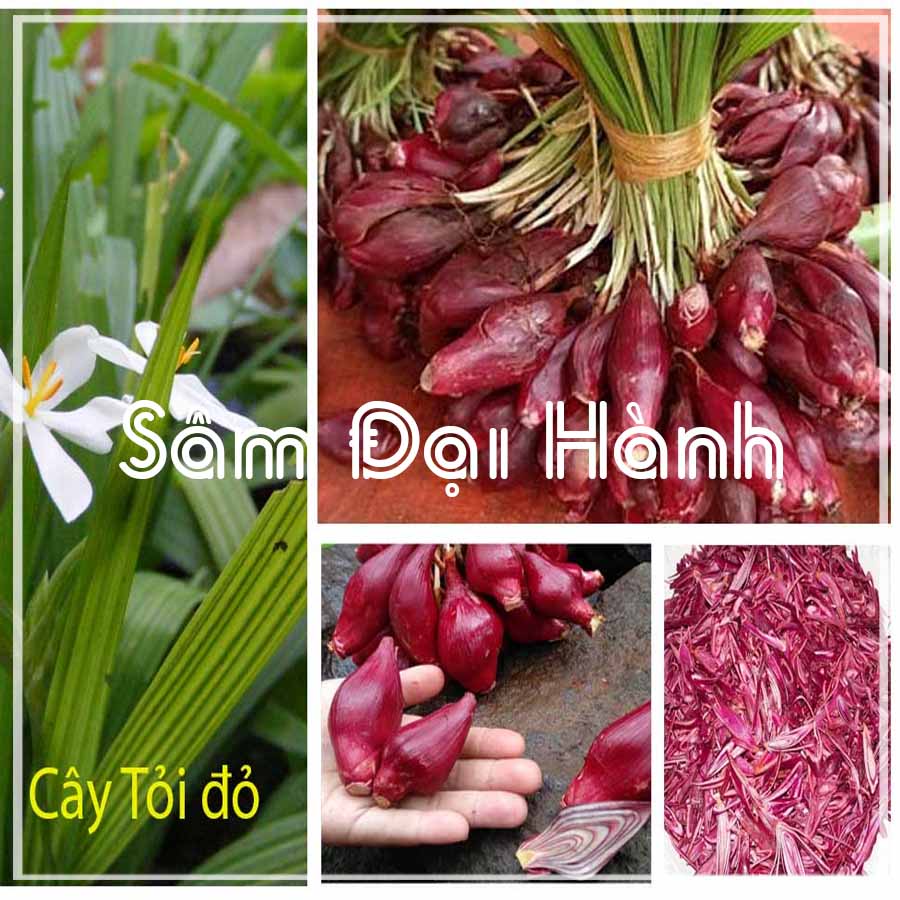 Sâm đại hành khô