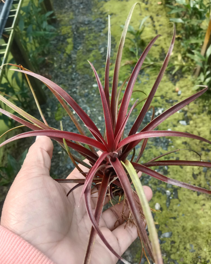 Cây không khí Capitata red