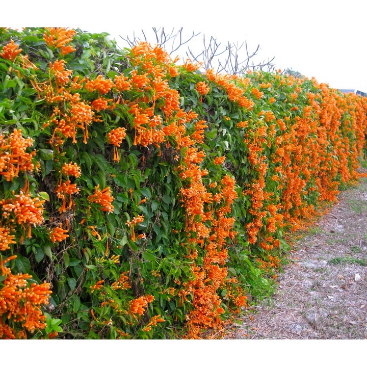 CHẬU CÂY GIỐNG HOA CHÙM ỚT( HOA RẠNG ĐÔNG)