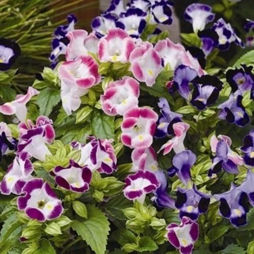 Gói 10 hạt giống hoa mắt nai