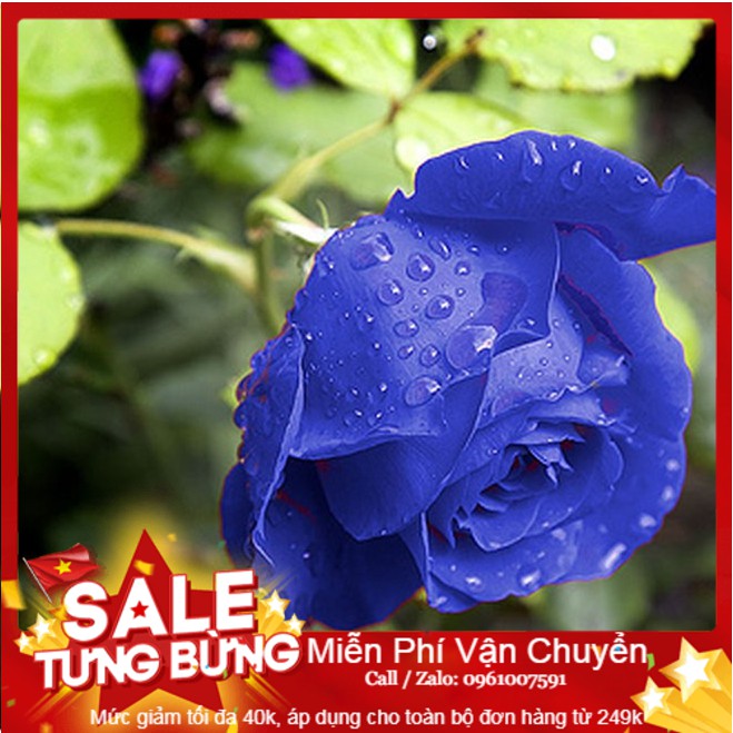 Hạt Giống Hoa Hồng Xanh - 10 Hạt
