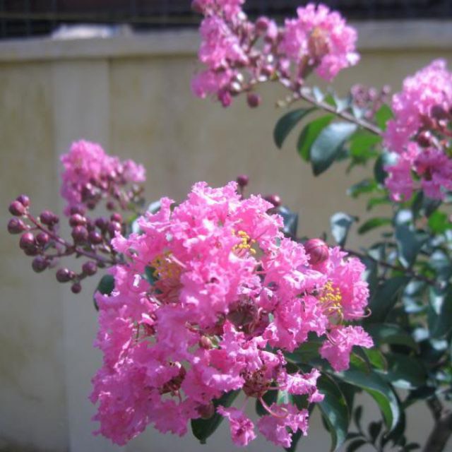 Cây hoa tường vi giống hoa hồng