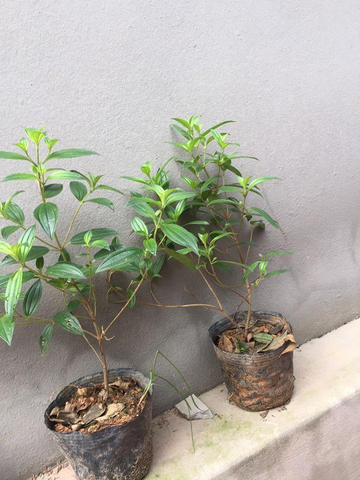 CHẬU HOA SIM TÍM THÁI LAN SIÊU ĐẸP