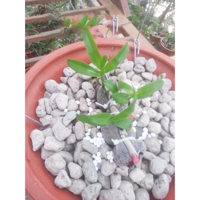 [HCM]Phân tan chậm Hữu cơ Khoáng MINRO 5-5-5+TE dạng túi lọc ( gói 36 túi)