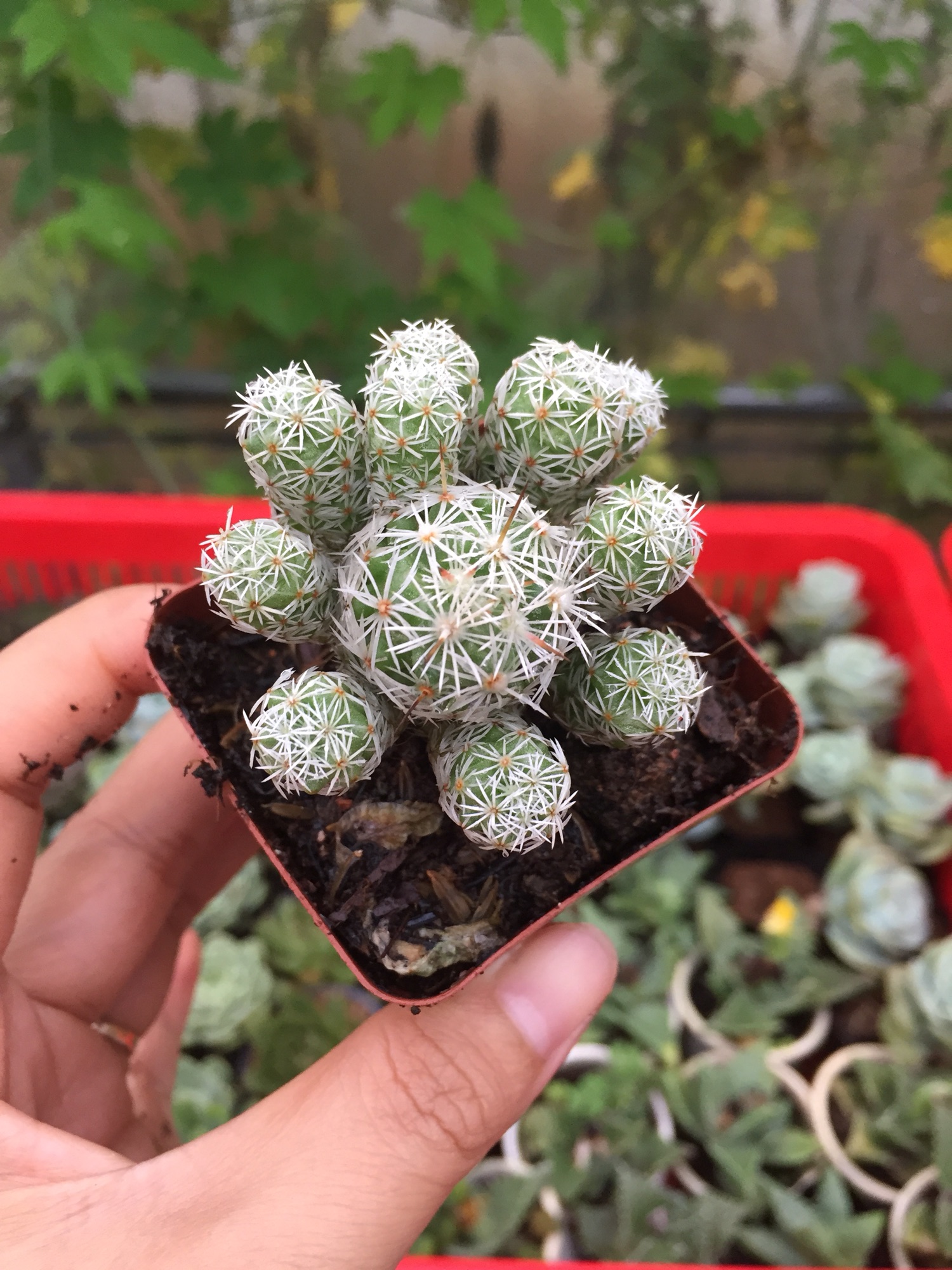 Xương Rồng Trứng Chim size bầu