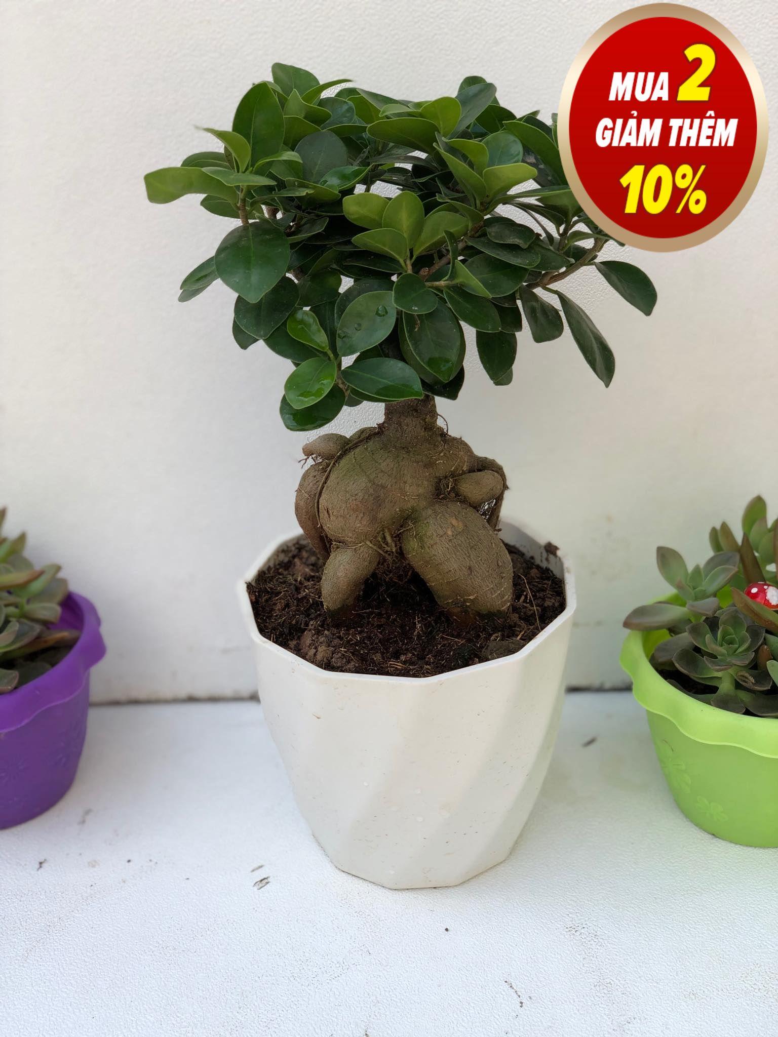 Cây bon sai si nhật 1