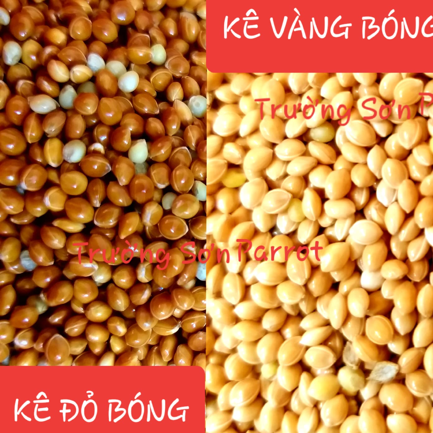 KÊ ĐỎ, KÊ VÀNG gói 500g