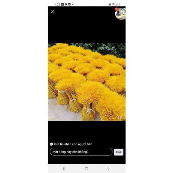 100 BÔNG LÚA MẠCH VÀNG