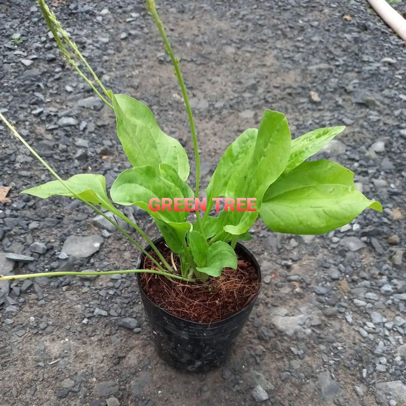 Cây giống mã đề