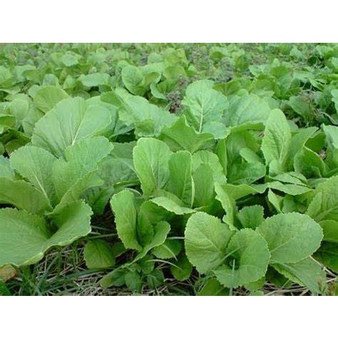 HẠT GIỐNG RAU CẢI MƠ CAO SẢN ( cải canh)- GÓI 5 gram