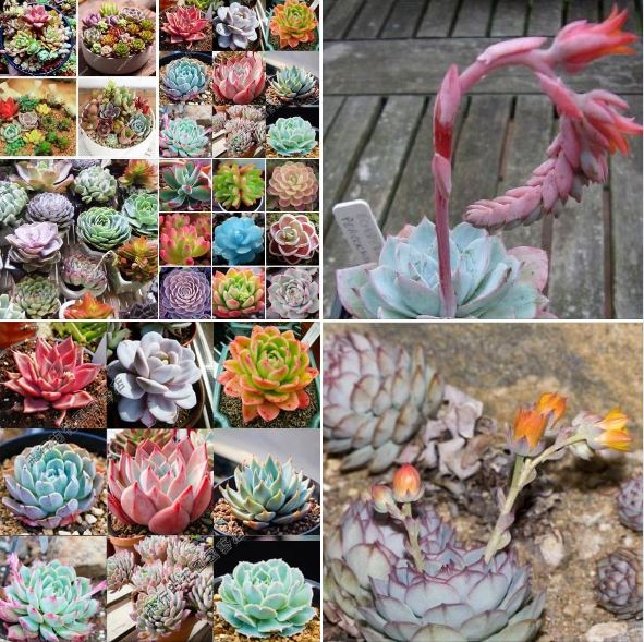 Mixed Stone Lotus Seeds (Multi-Colored Stone Lotus) - Pack of 200 Seeds