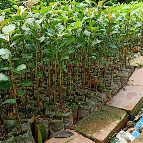 Giống Cây Bàng Đài Loan, Cây Cao 40cm