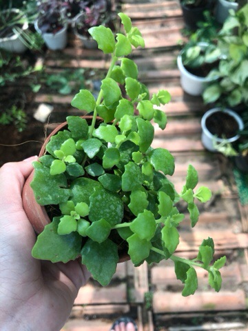 Cây Vẩy Rồng