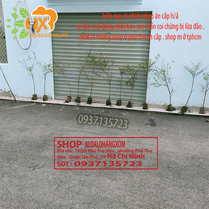 COMBO 3 CÂY BÀNG ĐÀI LOAN CAO TỪ 25-40CM -( BÀNG LÁ NHỎ)