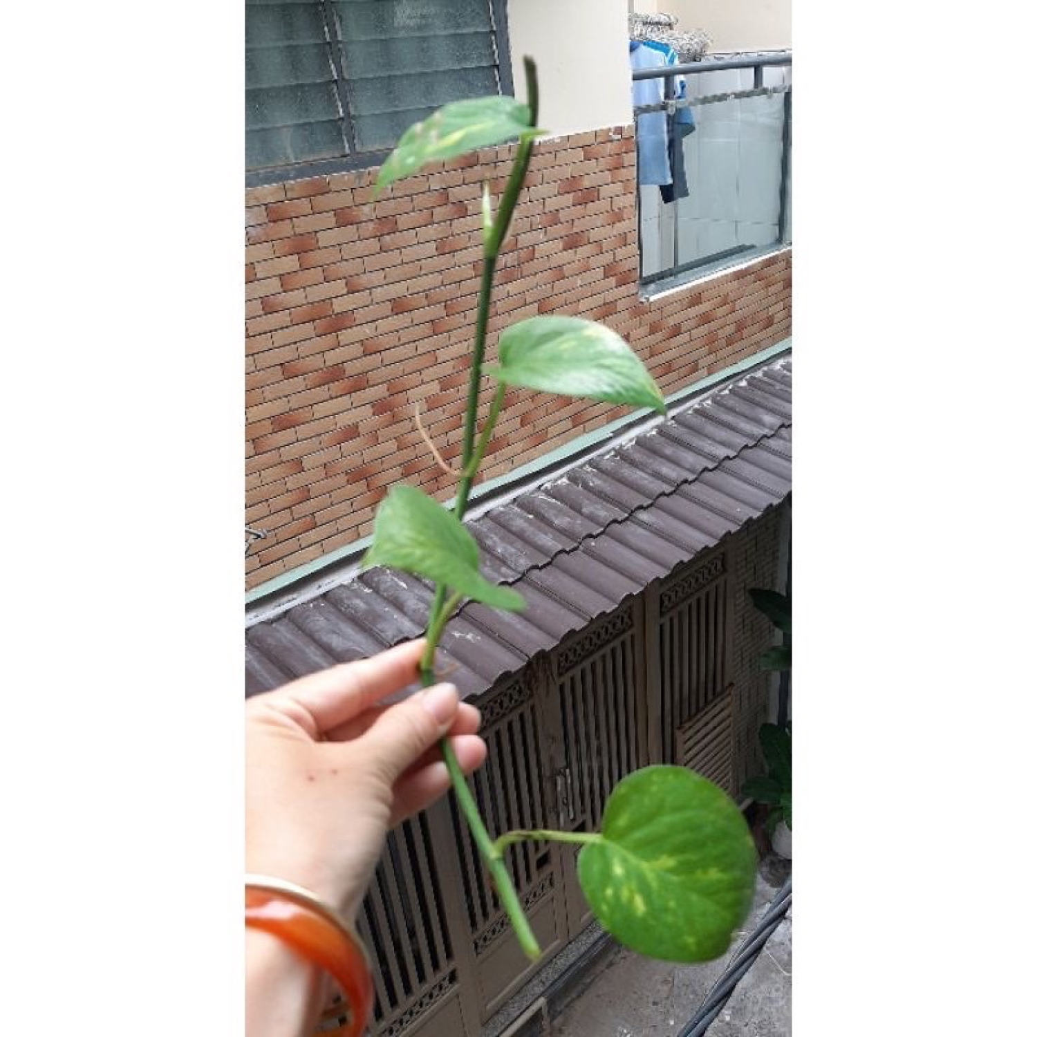 Cây TRẦU BÀ NHÁNH (trồng thủy sinh được)