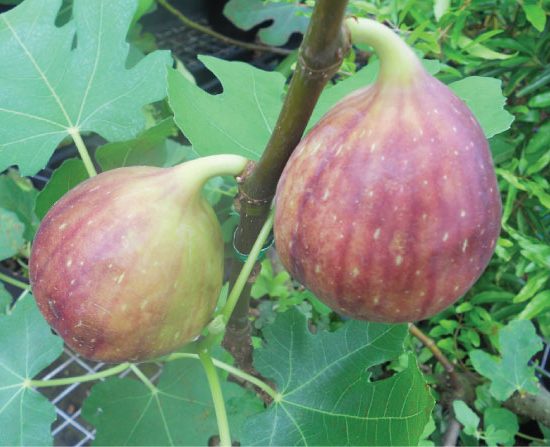 Cây giống sung Mỹ siêu to và đẹp