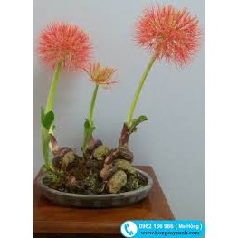 combo 5 củ HỒNG TÚ CẦU