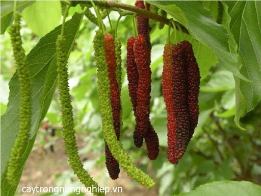 CÂY GIỐNG DÂU QUẢ DÀI ĐÀI LOAN QUẢ SỚM , CAM KẾT CHUẨN GIỐNG F1