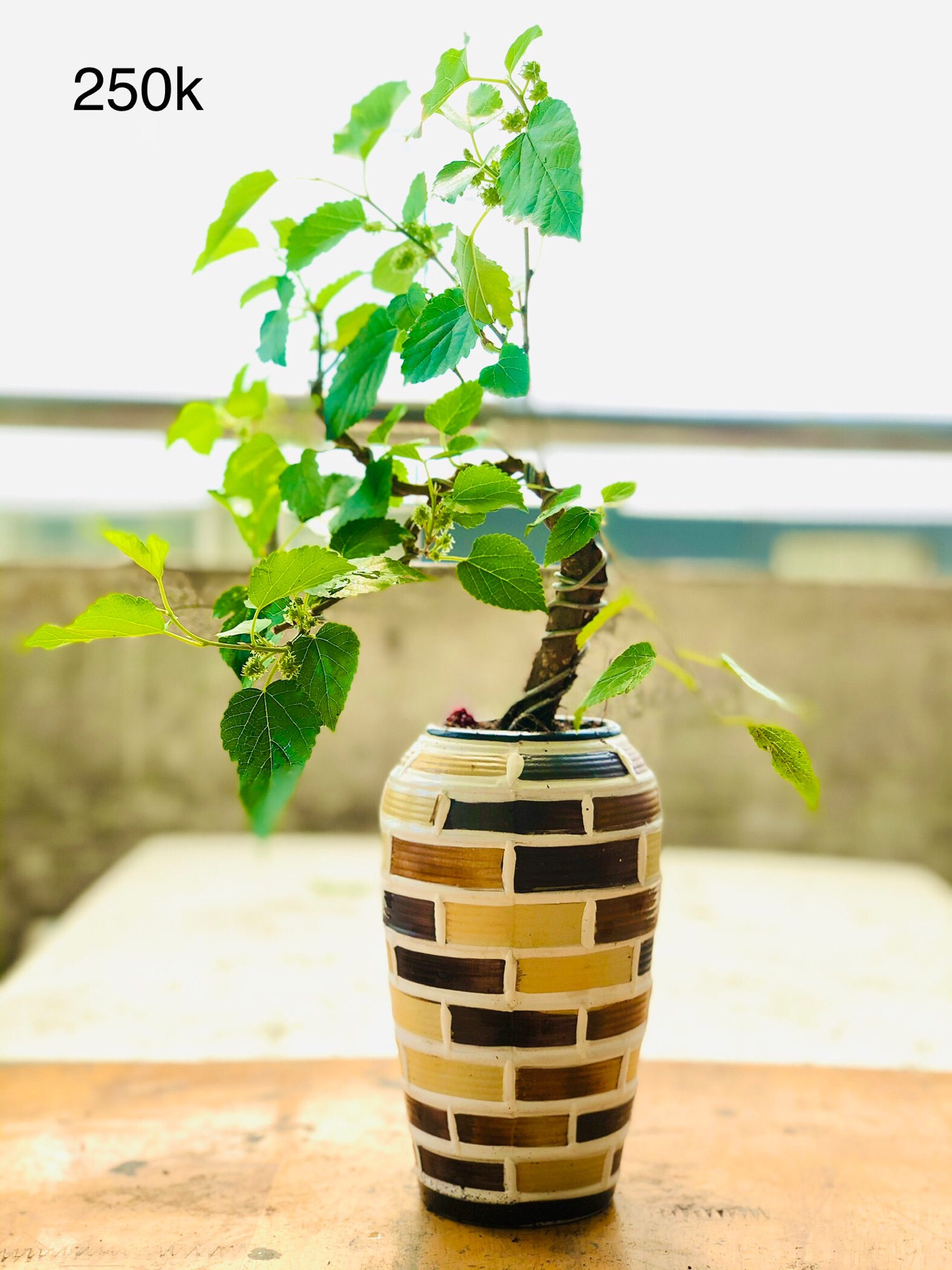 Chậu dâu tằm bonsai