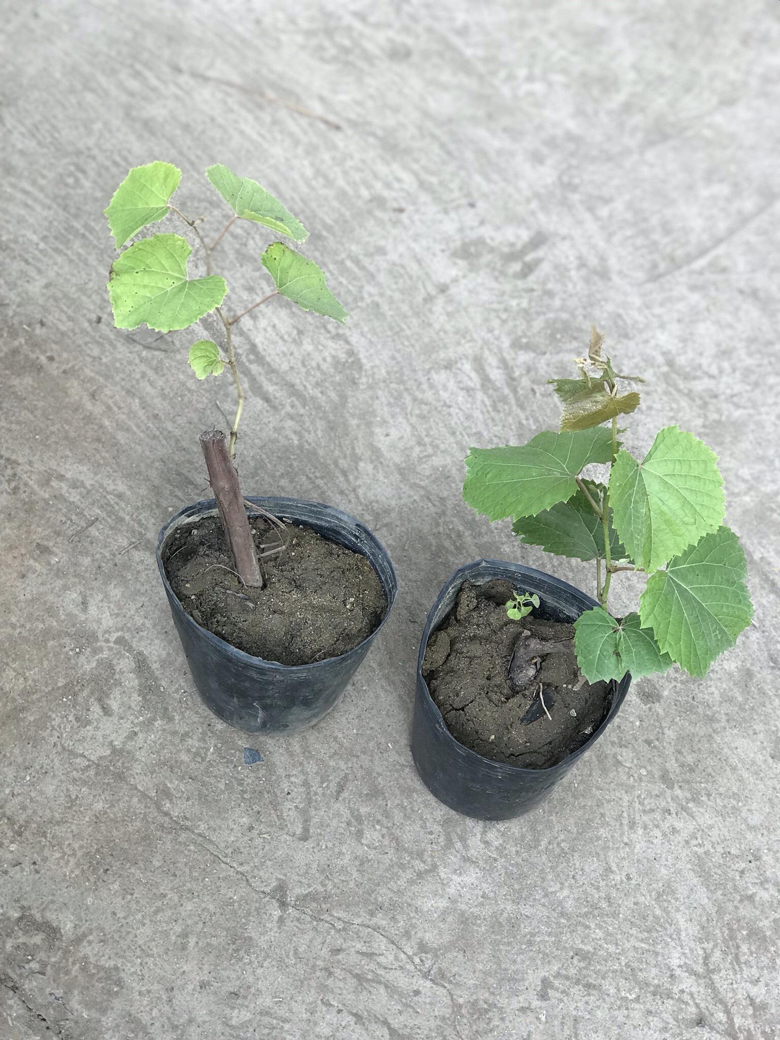 Cây giống nho ngón tay mỹ