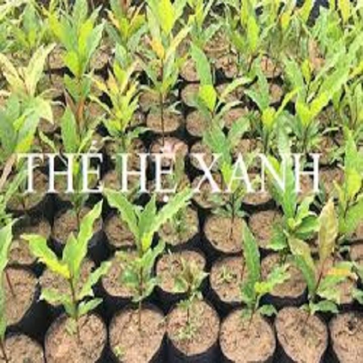 CÂY  LỘC VỪNG GIỐNG