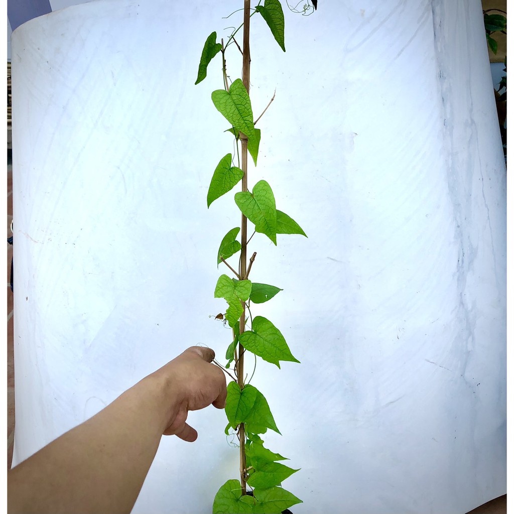 Cây hoa Ti gôn cao 70cm (ảnh thật số 2).