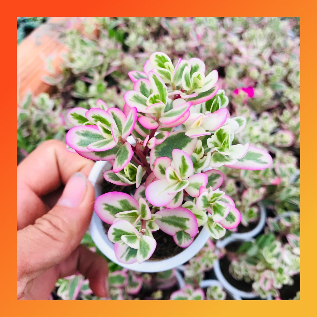 CỎ SAM HỒNG SIZE BÉ ĐÀ LẠT KHOẺ ĐẸP LỖI 1 ĐỔI 1