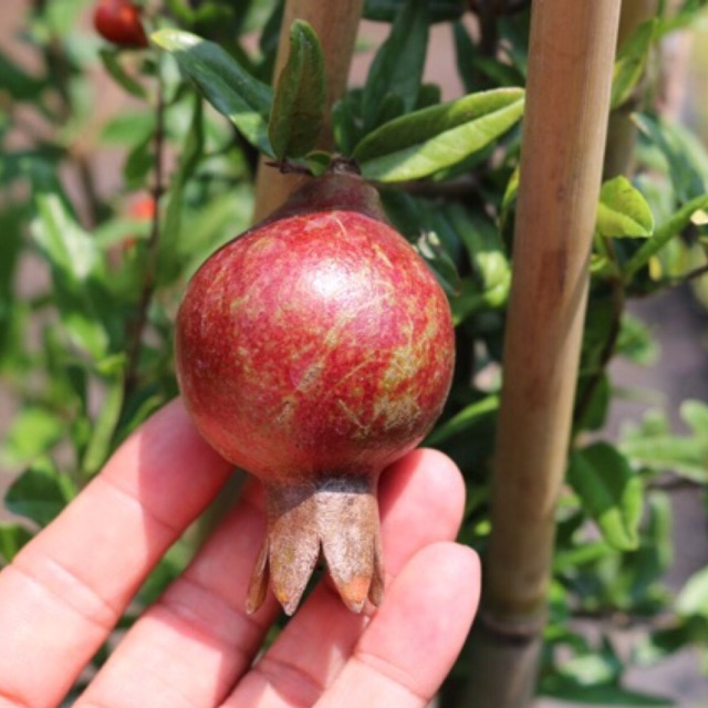 Lựu đỏ Mỹ đang trái