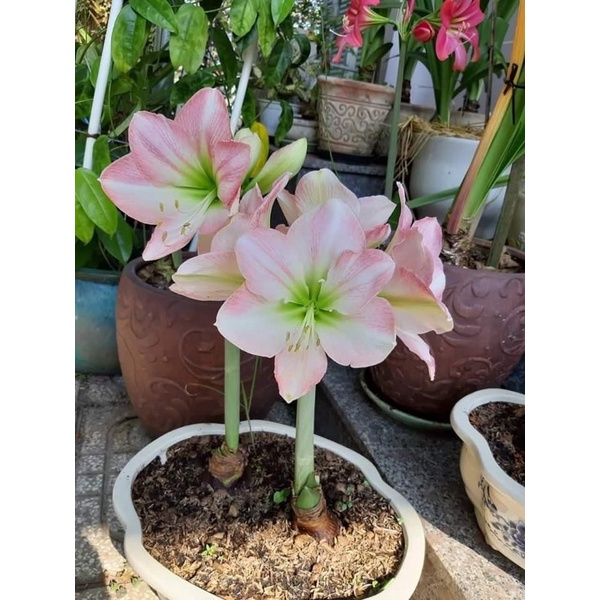 Củ hoa Lan Huệ cánh kép..