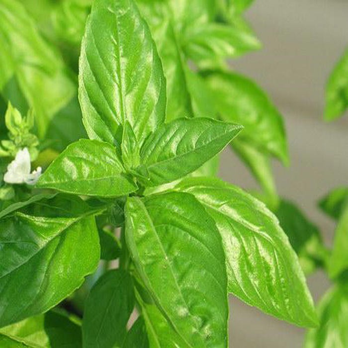 Hạt Giống Rau Thơm Sả ( É Trắng) - HẠT GIỐNG RAU THƠM