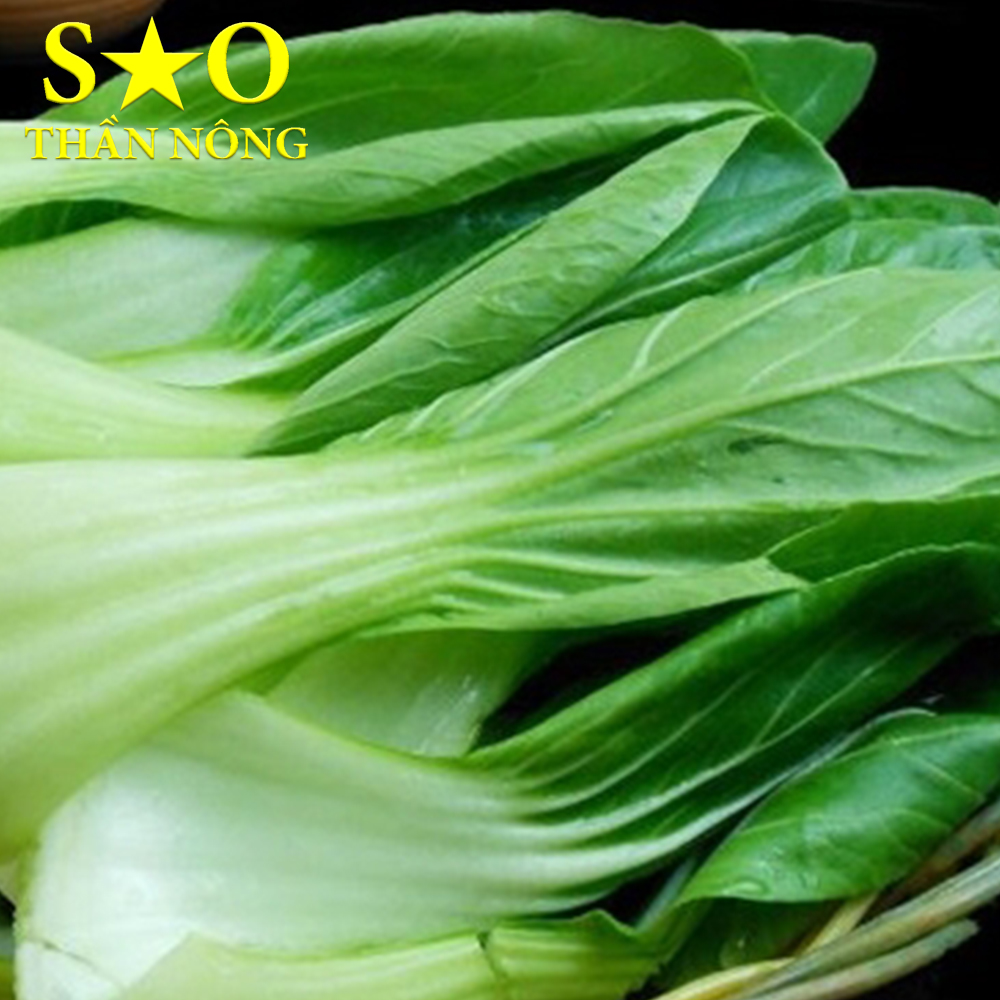Hạt giống cải chíp 5g cao sản