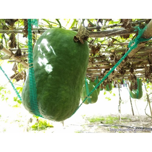 Hạt giống bí đao khổng lồ - Gói 5 Hạt ( kèm 3 viên nén xơ dừa ươm hạt )