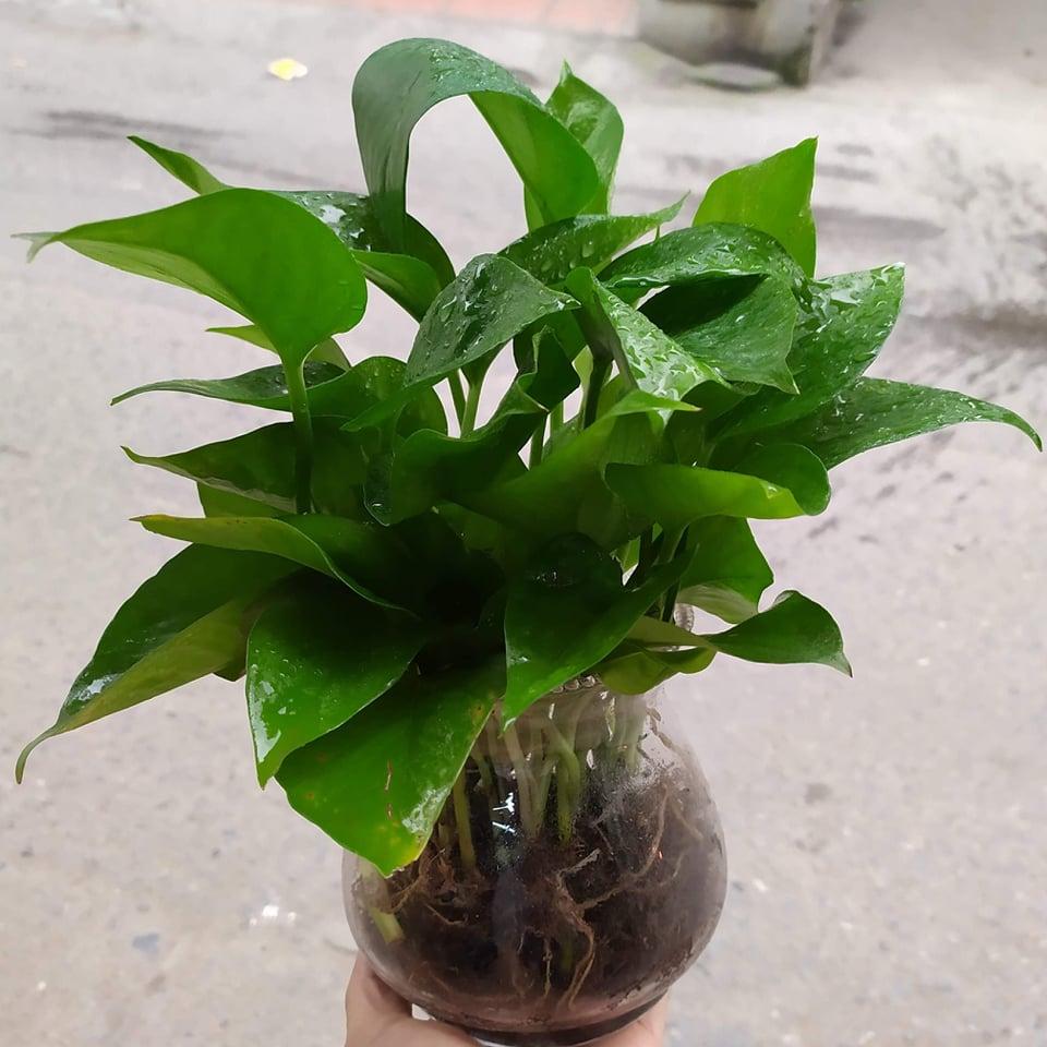 Cây Trầu Bà Thủy Sinh