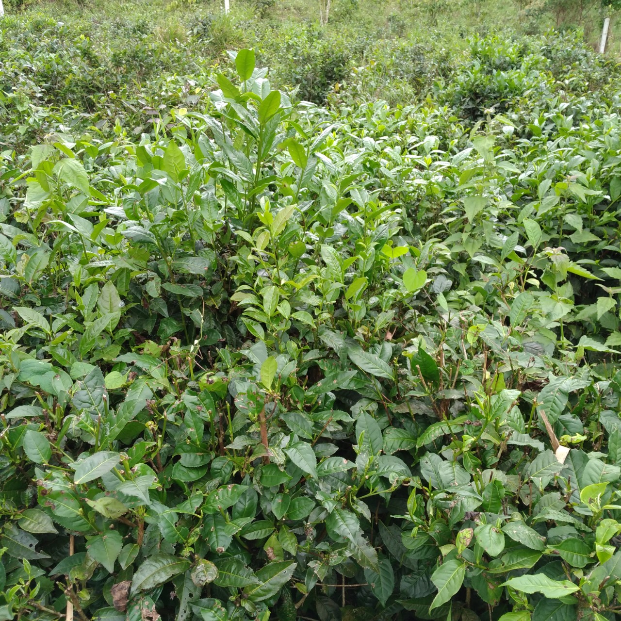 TRÀ TƯƠI / CHÈ TƯƠI BẢO LỘC 1KG