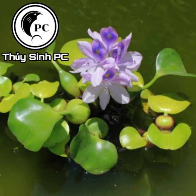 Lục Bình - Bèo Tây trang trí bể thủy sinh cá cảnh