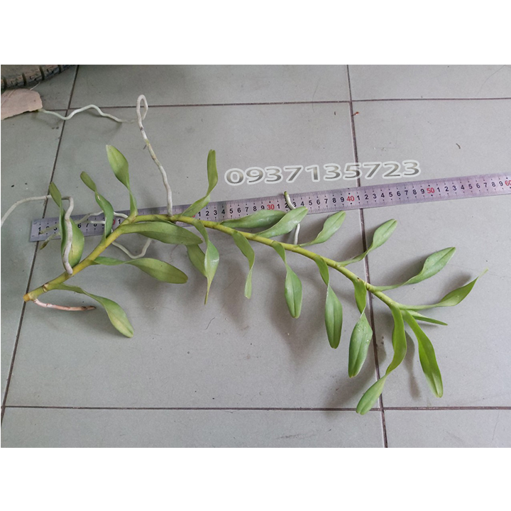 [HCM]COMBO 5 CÂY LAN PHƯỢNG VĨ ĐỎ - CÂY CON