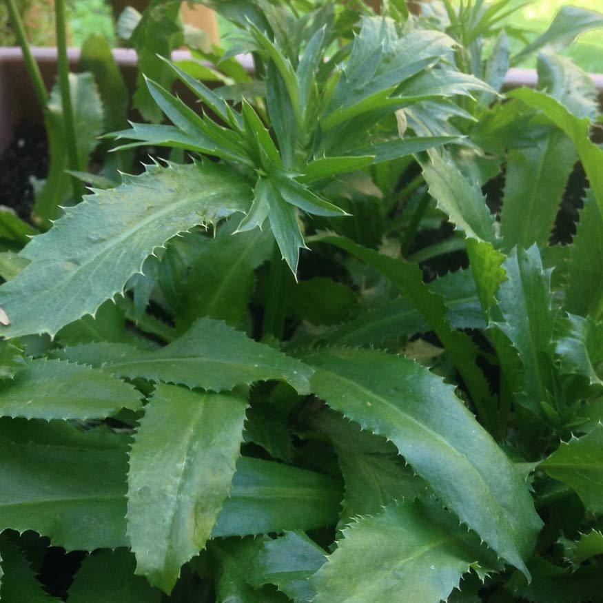 3g Hạt Giống Mùi Tàu/ Ngò Gai Dễ Trồng