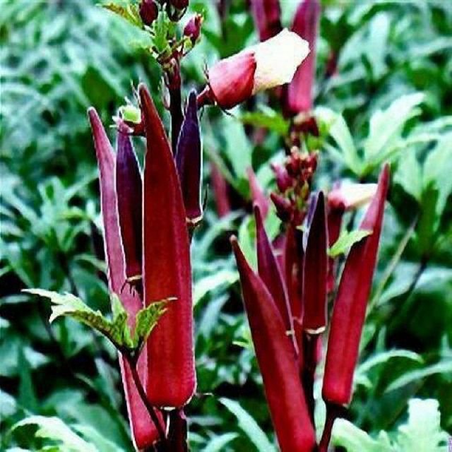 hạt giống đậu bắp đỏ
