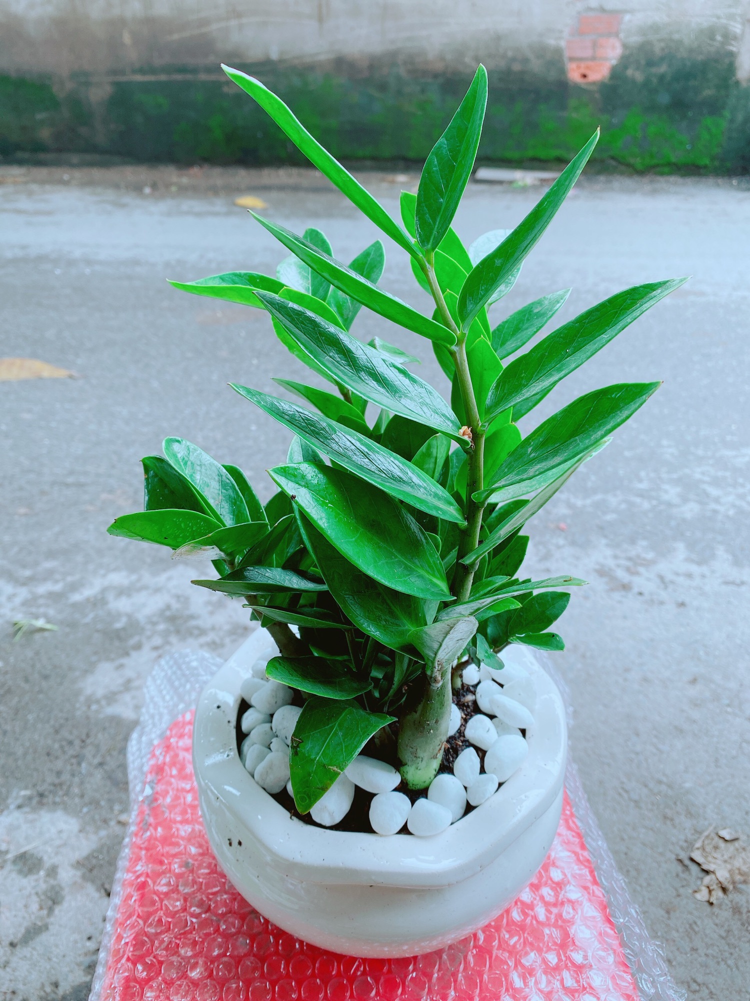 [HCM]Chậu Kim Tiền Để Bàn